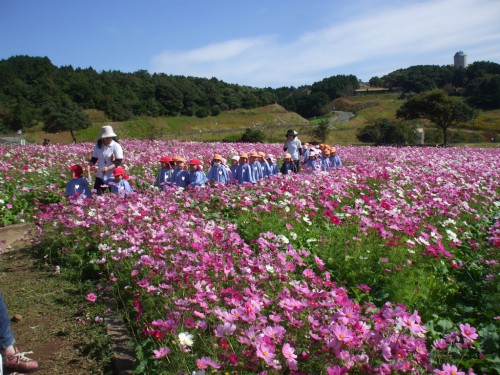 芋ほり　コスモス畑