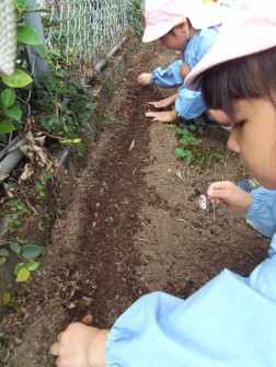 ソラマメ、植えたよ④