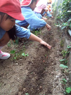 ソラマメ、植えたよ⑤