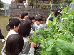 蝶々さん、元気でね③