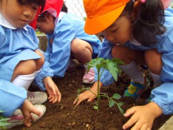 夏野菜の苗植え⑤