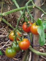 畑の野菜　ミニトマト