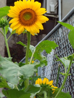 すっかり夏の日差しです