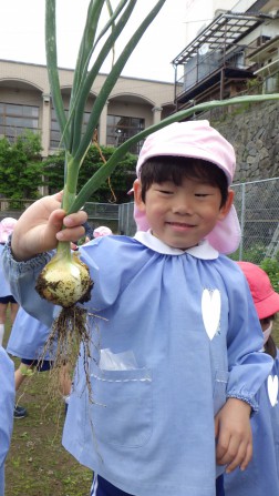 玉ねぎの収穫②