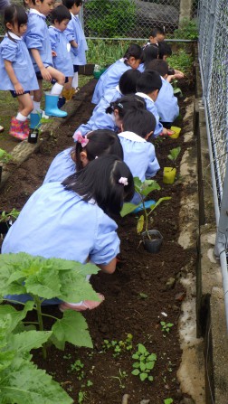 夏野菜植え付け①