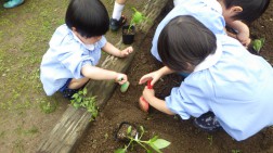 夏野菜植え付け②