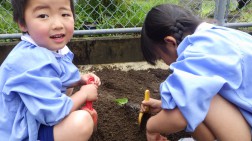 夏野菜植え付け③