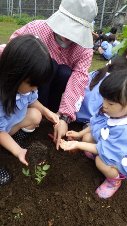 夏野菜植え付け④