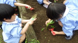 夏野菜植え付け⑤