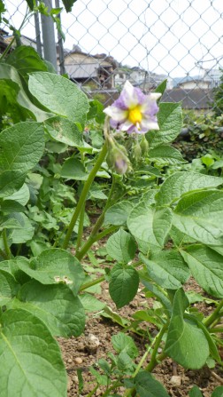 じゃがいもの花