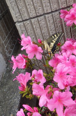 今日は年長児がお出掛け