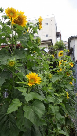 ひまわりの花もたくさん咲きました