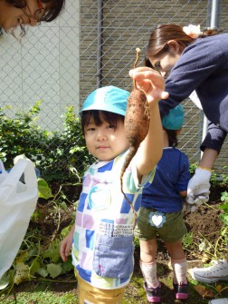 パピー　幼稚園の畑でいもほり②