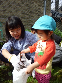 パピー　幼稚園の畑でいもほり⑥