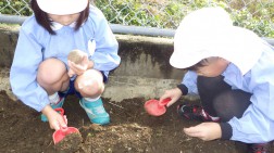 ジャガいも、ソラ豆、チューリップを植えました⑥