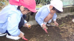 ジャガいも、ソラ豆、チューリップを植えました⑦